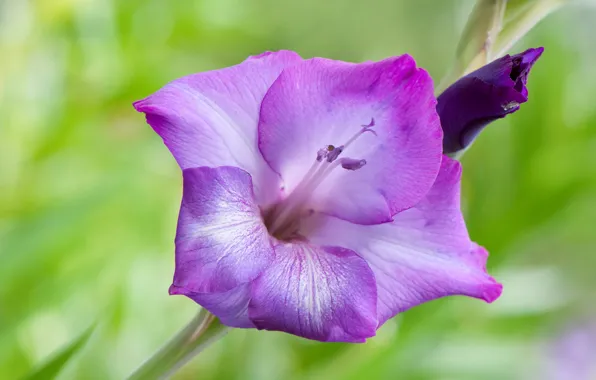 Flower, nature, petals, gladiolus