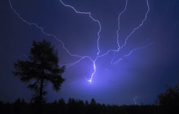 Picture night, tree, lightning, flash