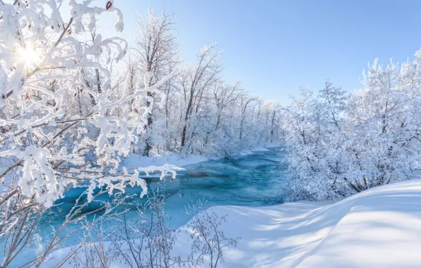Picture winter, frost, forest, the sun, rays, light, snow, trees
