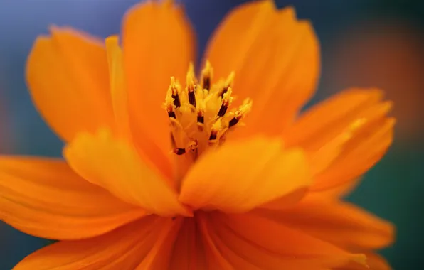 Flower, orange, petals, kosmeya