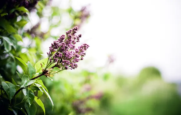 Picture summer, nature, lilac
