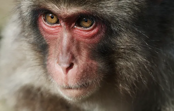 Face, wool, Japanese macaques