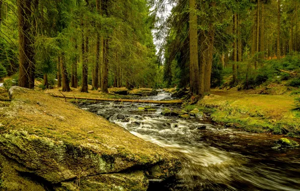 Wallpaper coniferous, log, shore, ate, pond, river, forest, stream