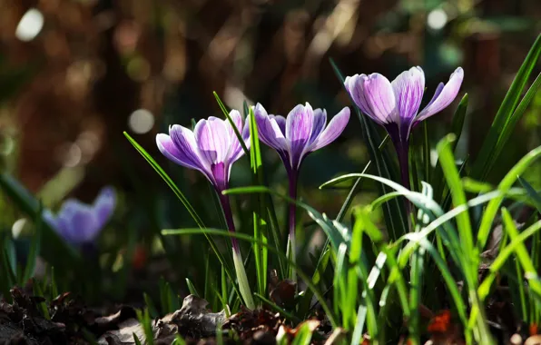 Grass, leaves, flowers, nature, spring, purple, primroses, Crocuses