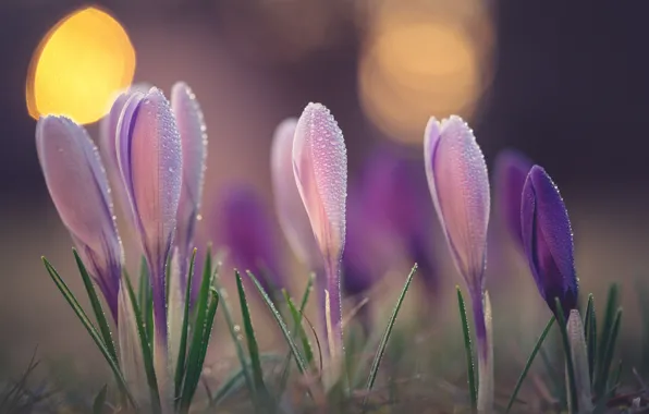 Picture macro, Rosa, spring, crocuses, buds, bokeh, saffron