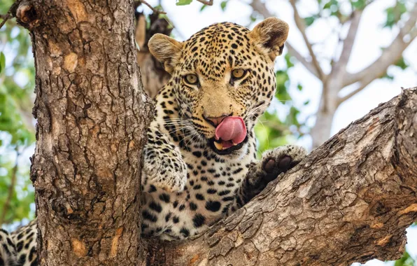 Language, face, predator, leopard, Africa, wild cat, licked