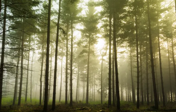 Forest, light, trees, branches, nature, fog