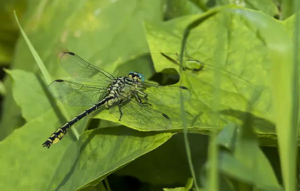 Summer, macro, nature, dragonfly