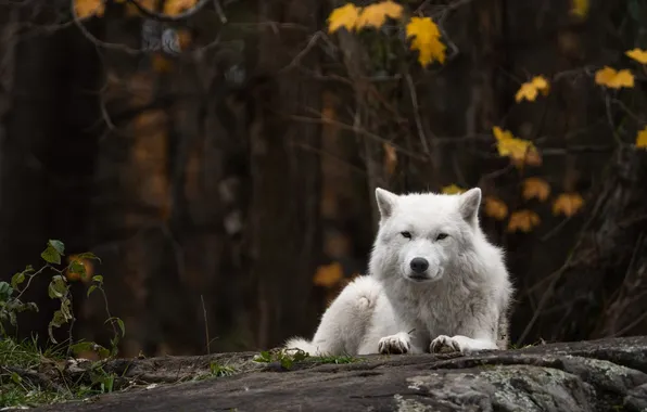 Nature, predator, animal, wolf, wildlife, portrait, portrait., Canis lupus. face