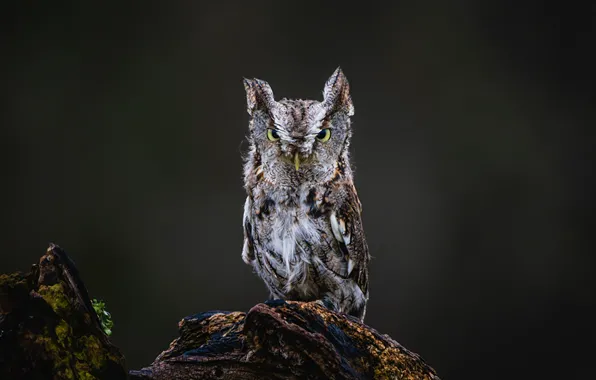 Birds, Owls, Glance_, eastern_screech_owl