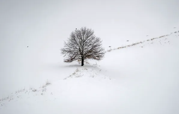 Picture winter, field, tree