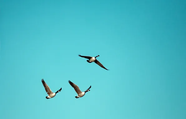 The sky, nature, bird