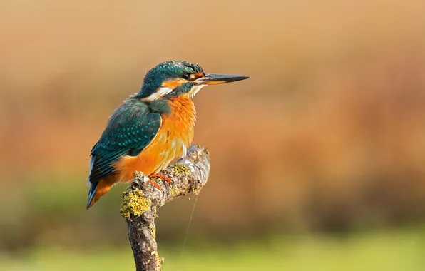 Bird, Kingfisher, bird