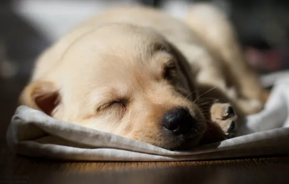 Dog, Labrador, pup.sleeping