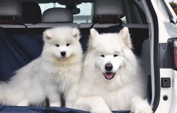 Look, pose, dog, face, Samoyed