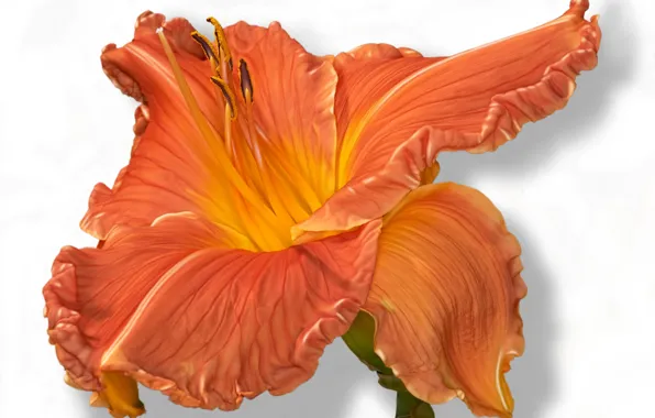 Picture flower, orange, red, daylilies
