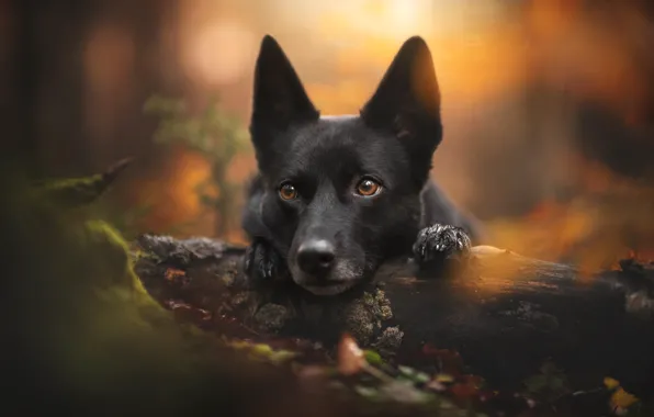 Autumn, look, nature, animal, dog, log, dog, Australian Kelpie