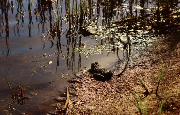 Picture grass, swamp, toad, the sun's glare.