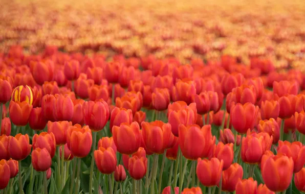 Red, Tulip, Flowers