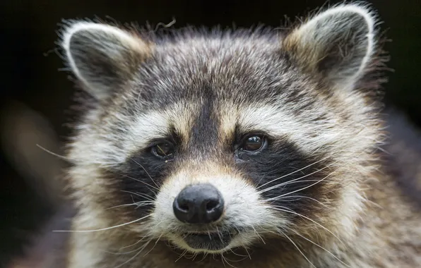 Look, face, raccoon, ©Tambako The Jaguar