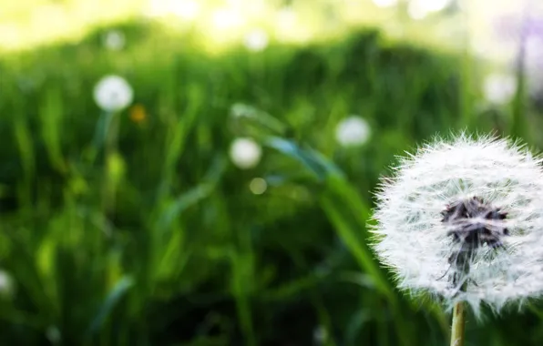 Field, flower, macro, dandelion, glade, stem, macro