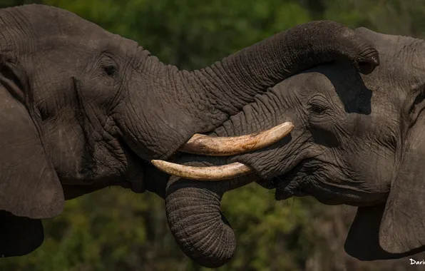 Pair, elephants, tusks, trunk