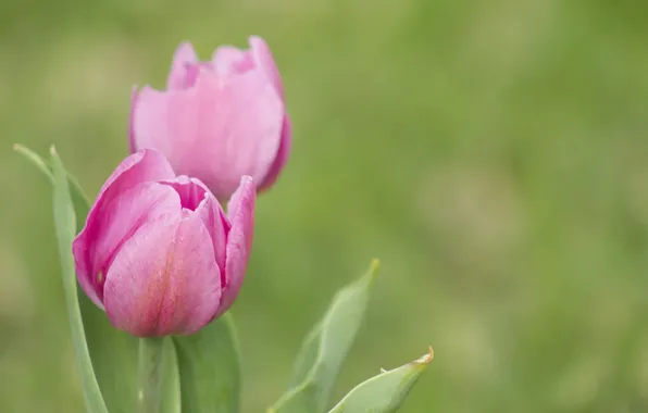 Background, blur, tulips, pink