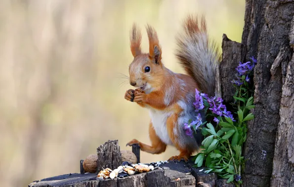 Flowers, nature, pose, stump, legs, protein, nuts, a bunch