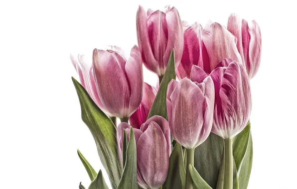 Tulips, white background, pink