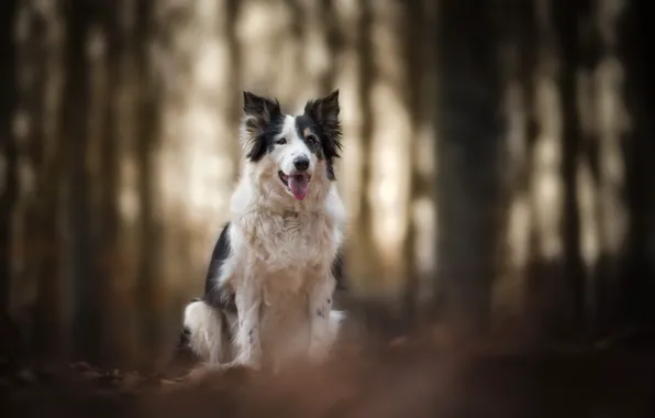Picture nature, dog, Border collie