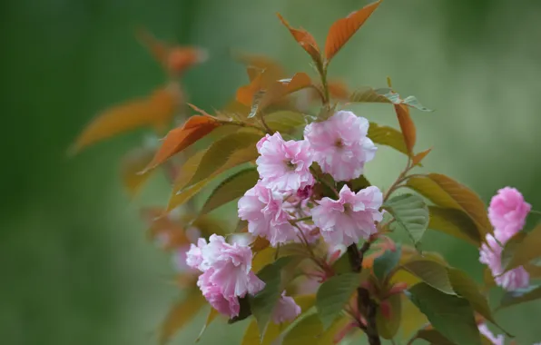 Cherry, tree, spring, Sakura, flowering