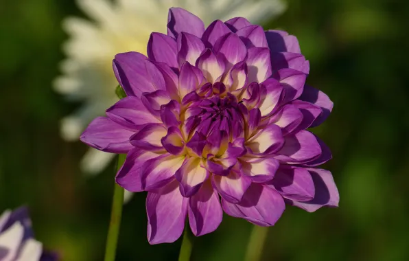 Flower, flowers, petals, garden, lilac, Dahlia, green background, dahlias