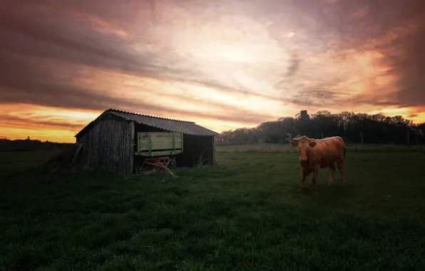 Grass, dawn, cow, the barn