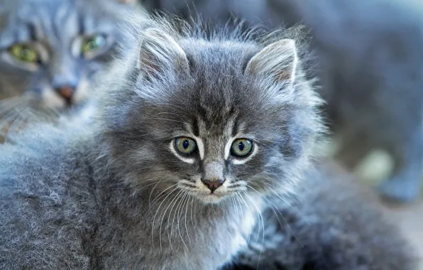 Picture look, grey, fluffy, muzzle, kitty