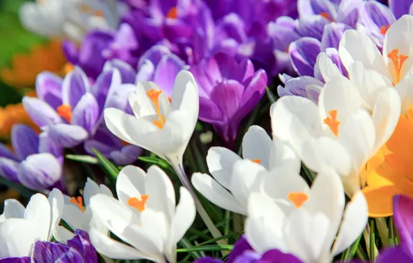 Macro, Flowers, Nature, Meadow, Flowering, Crocuses