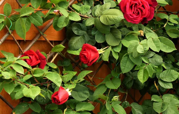 Bush, Leaves, Red, Roses