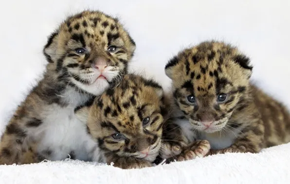 Cat, leopard, leopard, cubs