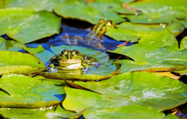 Leaves, water, Frog