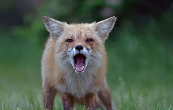 Picture face, mouth, Fox, Fox
