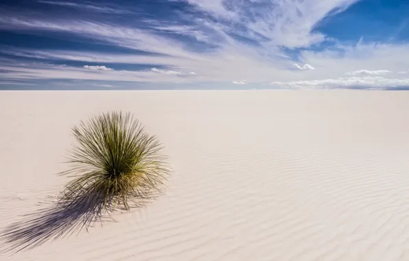 Desert, plant, USA, New Mexico, white sand
