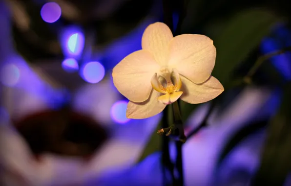 Picture Orchid, Orchid, Blur
