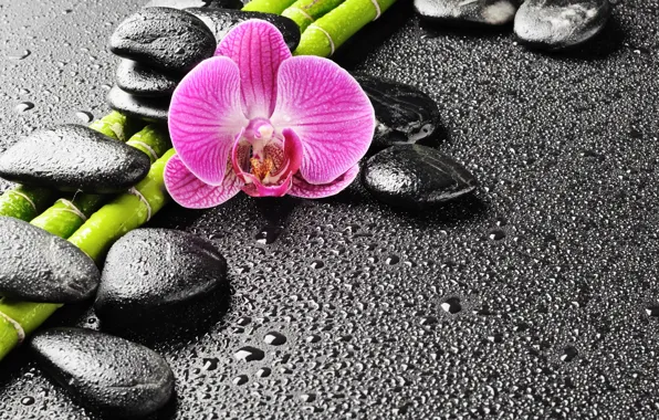 Drops, stones, bamboo, Orchid