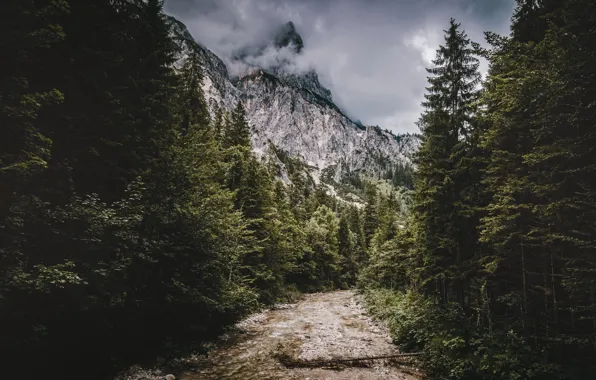 Picture forest, mountains, river