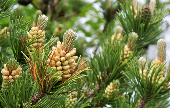 Picture needles, spruce, spring, bump, bumps, young, pine, bokeh