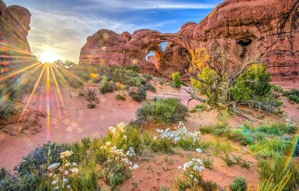 Flowers, The sun, Nature, Rocks, The bushes