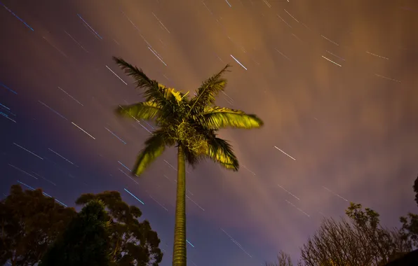 The sky, night, tree, stars