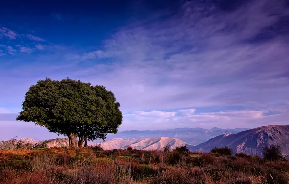 Grass, clouds, trees, mountains