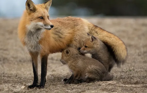 Picture nature, background, Fox