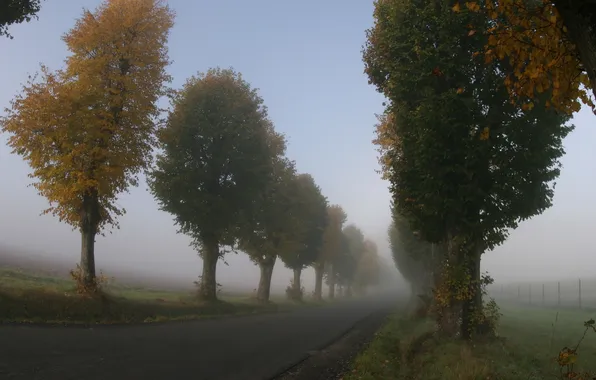 Road, trees, nature, the way, the way, tree, landscapes, road