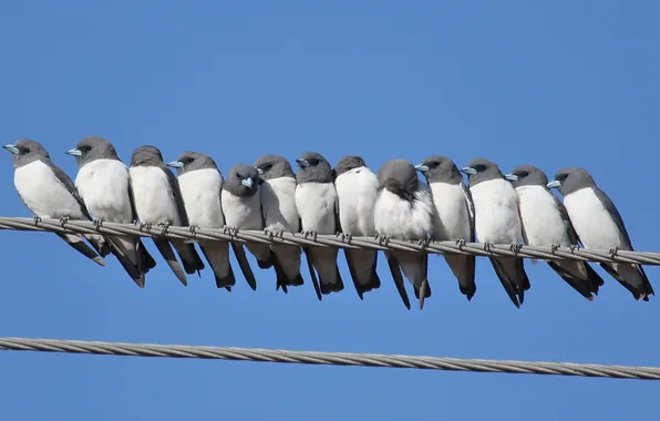 The sky, birds, nature